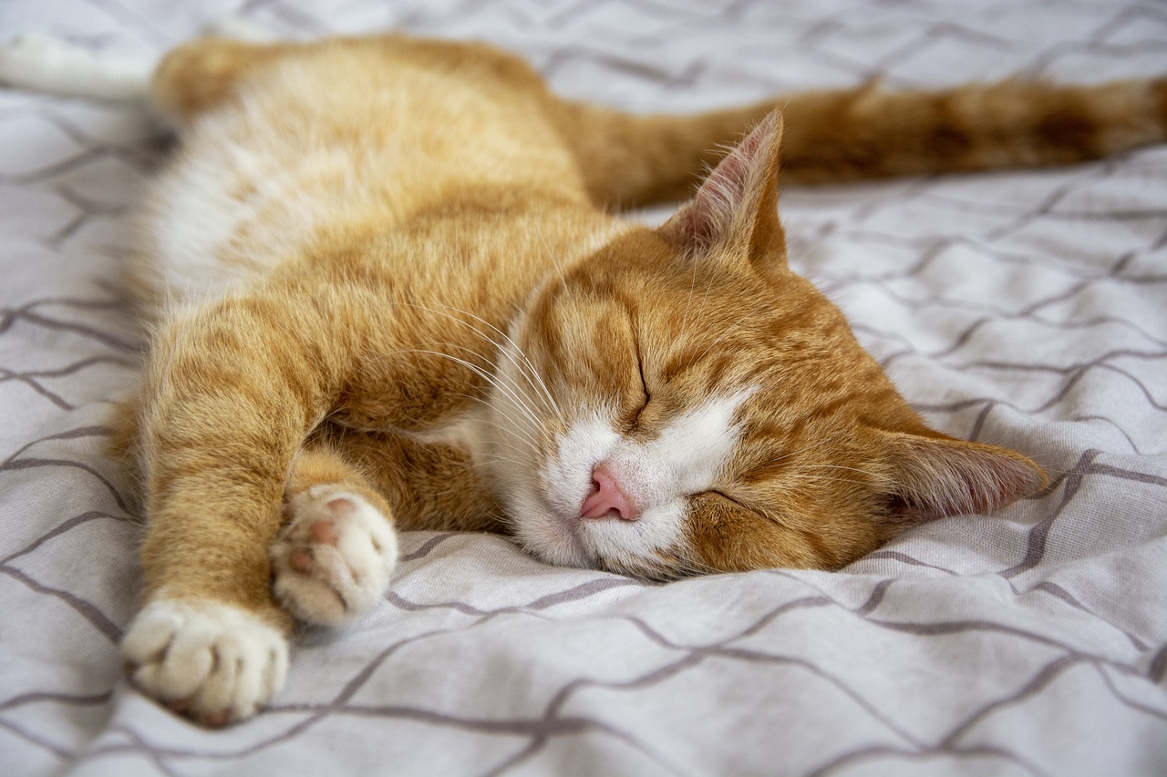 tabby cat, sleeping cat, bed-6788375.jpg